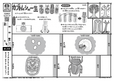 カブトムシの一生