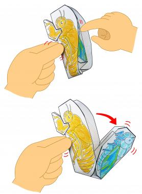 セミのうか